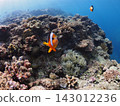 Clownfish swim comfortably in the sea off Cape Maeda, Onna Village, Okinawa Prefecture. 143012236