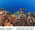 Clownfish swim comfortably in the sea off Cape Maeda, Onna Village, Okinawa Prefecture. 143012237