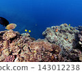 Underwater scenery of Cape Maeda, Onna Village, Okinawa Prefecture 143012238