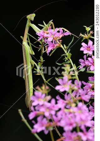 Living creatures, insects: A large praying mantis, a slender and elegant male, with a loosestrife flower. Its body length is about eight centimeters. Living creatures, insects: A large praying mantis, a slender and elegant male, with a loosestrife flower. Its body length is about eight centimeters. 143012280