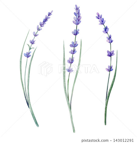 watercolor set with illustration featuring a charming of three medow lavender branche watercolor set with illustration featuring a charming of three medow lavender branche 143012291