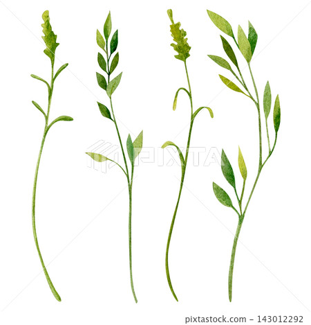 watercolor set of four illustration featuring a charming of meadow green blades of grass watercolor set of four illustration featuring a charming of meadow green blades of grass 143012292