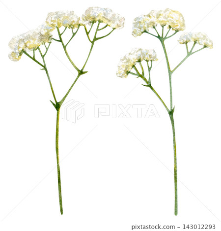 Watercolor hand-draw set with white Gypsophila. 143012293