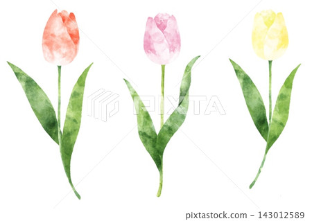 Watercolor, tulip, flower, spring, stylish, simple, hand-drawn, material Watercolor, tulip, flower, spring, stylish, simple, hand-drawn, material 143012589
