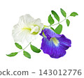 Beautiful white and purple butterfly pea flowers blooming in a lush garden. 143012776