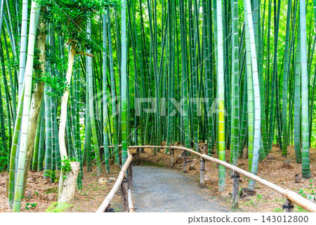 Summer in Kyoto: Kodai-ji Temple Bamboo Grove Summer in Kyoto: Kodai-ji Temple Bamboo Grove 143012800