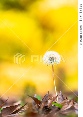 Dandelion flowers heralding the arrival of spring Dandelion flowers heralding the arrival of spring 143013155
