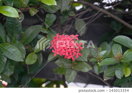 Vibrant Red Ixora Flowers Blooming in Garden Vibrant Red Ixora Flowers Blooming in Garden 143013354