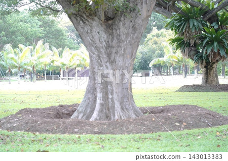 Lush green park with ancient tree and palm trees Lush green park with ancient tree and palm trees 143013383