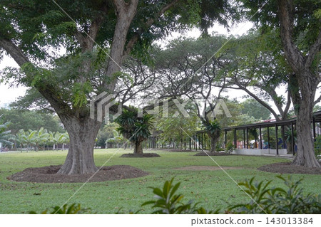 Tropical park with mature trees and covered walkway Tropical park with mature trees and covered walkway 143013384