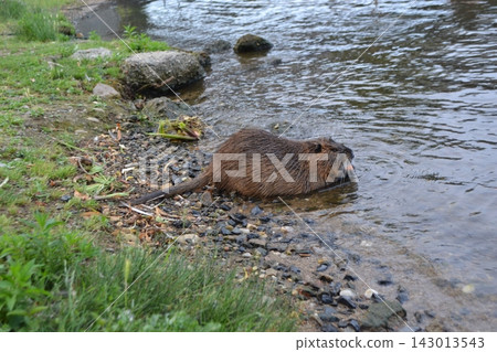 Nutria on a pebbled vltava riverbank near grassy shore for urban wildlife and nature background Nutria on a pebbled vltava riverbank near grassy shore for urban wildlife and nature background 143013543