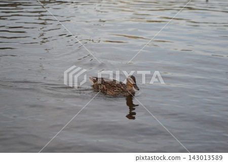 Duck swimming alone on calm river water in prague for nature background and wildlife banner Duck swimming alone on calm river water in prague for nature background and wildlife banner 143013589