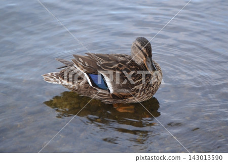 Single duck with a blue wing patch floating in shallow water in prague for nature background and wildlife poster Single duck with a blue wing patch floating in shallow water in prague for nature background and wildlife poster 143013590