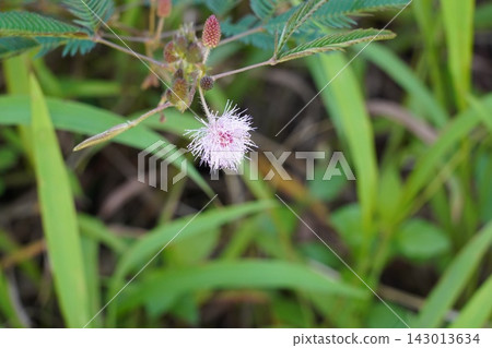 Delicate Mimosa Pudica Flower in Lush Greenery Delicate Mimosa Pudica Flower in Lush Greenery 143013634