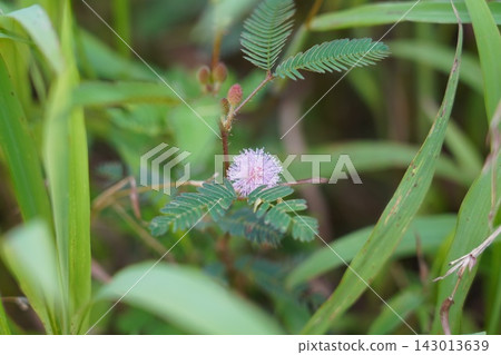 Delicate Pink Mimosa Flower in Lush Green Field Delicate Pink Mimosa Flower in Lush Green Field 143013639