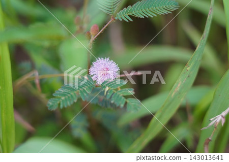 Close Up View of Delicate Pink Sensitive Plant Flower Close Up View of Delicate Pink Sensitive Plant Flower 143013641