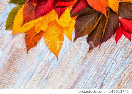 Colorful Autumn Leaves Arranged on Wooden Surface During Fall Season Colorful Autumn Leaves Arranged on Wooden Surface During Fall Season 143013741