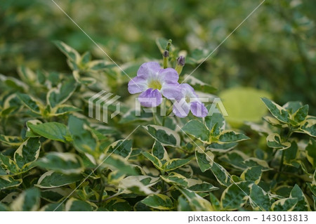 Vibrant Asystasia Gangetica Variegated Foliage Vibrant Asystasia Gangetica Variegated Foliage 143013813