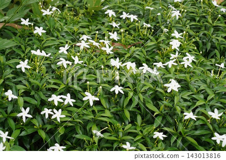 White Pinwheel Jasmine Flowers Blooming in Garden White Pinwheel Jasmine Flowers Blooming in Garden 143013816