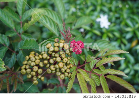 Vibrant Leea Coccinea Plant with Berries and Buds Vibrant Leea Coccinea Plant with Berries and Buds 143013819
