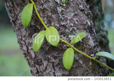 Vibrant Green Vine Leaves Clinging to Tree Bark Vibrant Green Vine Leaves Clinging to Tree Bark 143013851