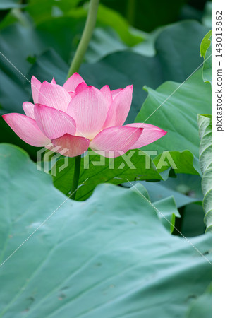 Pink lotus flowers bloom in Shinobazu Pond, adorned with water droplets. Pink lotus flowers bloom in Shinobazu Pond, adorned with water droplets. 143013862