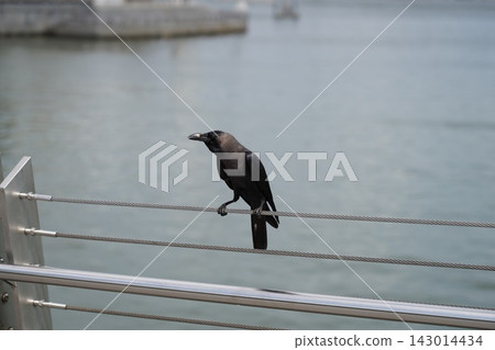 Urban House Crow Sits on Railing Next to Calm Water Urban House Crow Sits on Railing Next to Calm Water 143014434