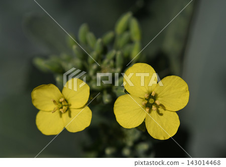 西蘭花花 143014468