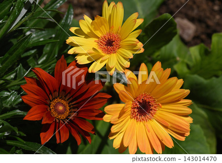 Gazania & Gerbera Gazania & Gerbera 143014470