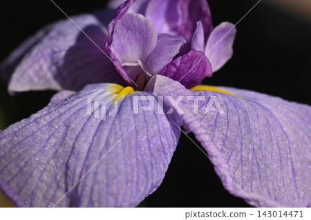 Iris 143014471