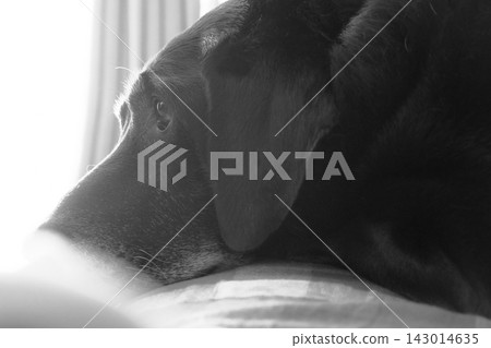 Sleepy dog Sleepy dog 143014635