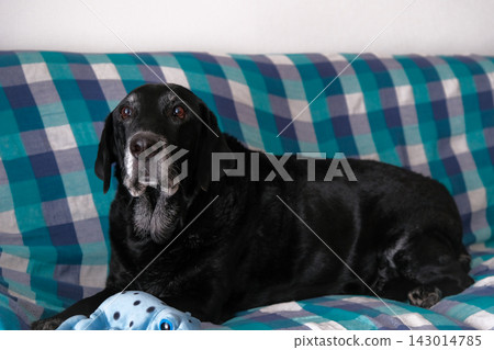 A relaxing black Labrador A relaxing black Labrador 143014785