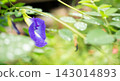 Purple Butterfly pea flower and blur green nature background 143014893