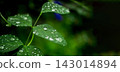 Close up water droplets on a green leaf and blur green nature background 143014894