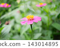 Close up yellow pollen of purple Zinnia flower and blur green nature background 143014895