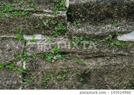Small green plants and moss grow from the cracks of an old stone wall. Weathered masonry and natural vegetation create a rugged organic texture. Small green plants and moss grow from the cracks of an old stone wall. Weathered masonry and natural vegetation create a rugged organic texture. 143014998