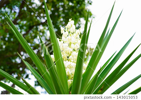 Beautiful Yucca Flowers Blooming in a Sunny Garden 143015053
