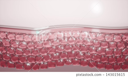 Skin restoration with serum Skin cell restoration layer diagram 3d render Skin restoration with serum Skin cell restoration layer diagram 3d render 143015615