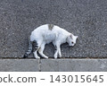 Sleeping white and gray tabby cat stretched on rough asphalt beside concrete curb in bright daylight along urban residential street 143015645