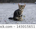 Small tabby kitten sitting on rough concrete outdoors, looking toward camera with alert expression, upright ears and mottled brown and black striped fur 143015651