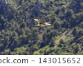 Hawk soaring with wings outstretched above evergreen forest hillside in bright daylight, bird of prey in midair against softly blurred tree canopy 143015652