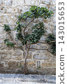 Pruned ornamental shrub trimmed into near-perfect circular topiary, growing against weathered stone wall with pebble gravel on ground 143015653