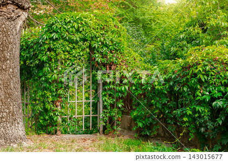spring season garden in April month day time entrance gate and green foliage outside environment spring season garden in April month day time entrance gate and green foliage outside environment 143015677