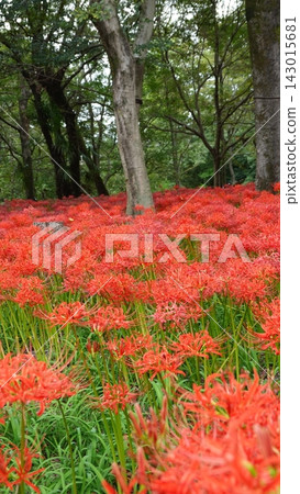 金查庫達森林中盛開的紅蜘蛛百合（5764） 143015681