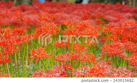 金查庫達（1516 年）大片的紅彼岸花 143015682