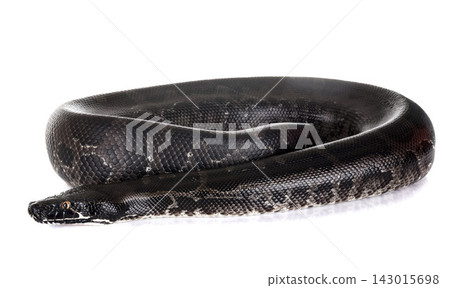 Python curtus in studio Python curtus in studio 143015698