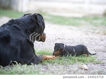 rottweiler and miniature pinscher rottweiler and miniature pinscher 143015719