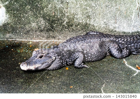 A crocodile's profile as it rests by the wall. A crocodile's profile as it rests by the wall. 143015840