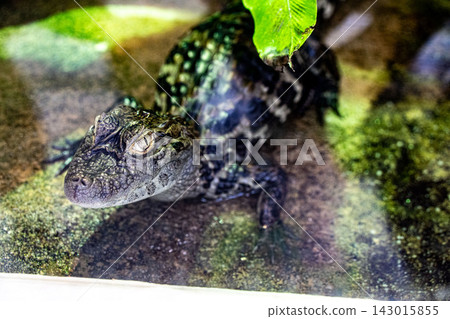 A young crocodile under a leaf A young crocodile under a leaf 143015855