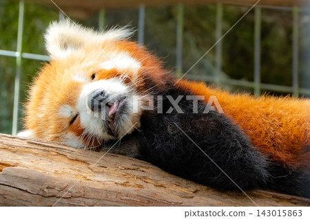Yawn-breaking lesser panda Yawn-breaking lesser panda 143015863